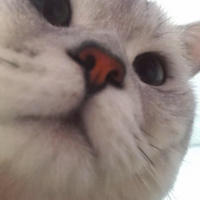 British Shorthair, Kedi  Bilbo baggins fotoğrafı