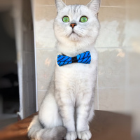 British Shorthair, Kedi  Bilbo baggins fotoğrafı