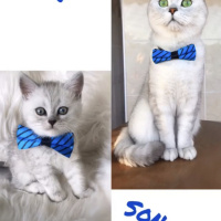 British Shorthair, Kedi  Bilbo baggins fotoğrafı