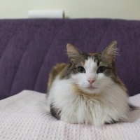 Tekir Kedi, Kedi  Mia fotoğrafı