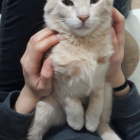 Sarman, Kedi  Şef fotoğrafı