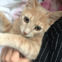 Sarman, Kedi  Şef fotoğrafı