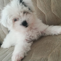 Maltese, Köpek  bobby fotoğrafı