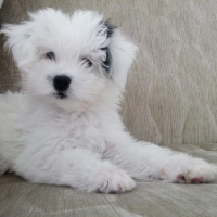 Maltese, Köpek  bobby fotoğrafı