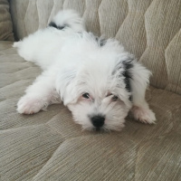 Maltese, Köpek  bobby fotoğrafı