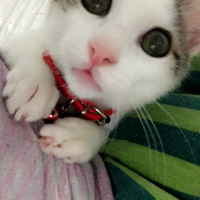 Tekir Kedi, Kedi  OVA fotoğrafı