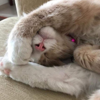 Tekir Kedi, Kedi  Paşa fotoğrafı
