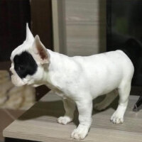 Fransız Bulldog, Köpek  BONY fotoğrafı