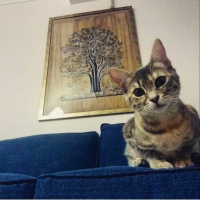 Tekir Kedi, Kedi  Pariş fotoğrafı