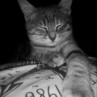 Tekir Kedi, Kedi  Pariş fotoğrafı