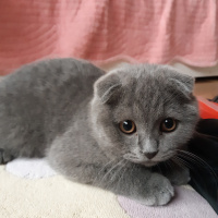 Scottish Fold, Kedi  Luna fotoğrafı