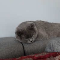 Scottish Fold, Kedi  Luna fotoğrafı