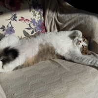 Tekir Kedi, Kedi  Pisi fotoğrafı