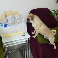 Pug, Köpek  müdür fotoğrafı