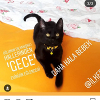 Bombay, Kedi  Gece fotoğrafı