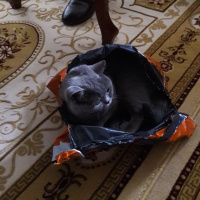 British Shorthair, Kedi  Badem fotoğrafı