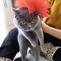 British Shorthair, Kedi  Badem fotoğrafı