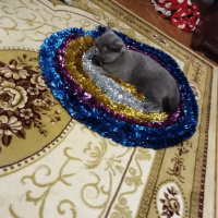 British Shorthair, Kedi  Badem fotoğrafı