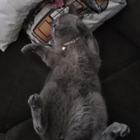 British Shorthair, Kedi  Badem fotoğrafı