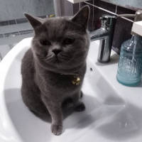 British Shorthair, Kedi  Badem fotoğrafı