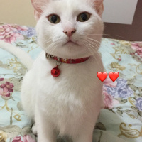 Van Kedisi, Kedi  Binnaz fotoğrafı