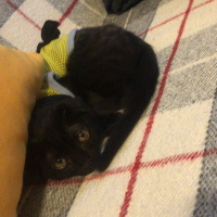 Scottish Fold, Kedi  Zeytin fotoğrafı