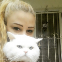 Chinchilla, Kedi  paşa fotoğrafı