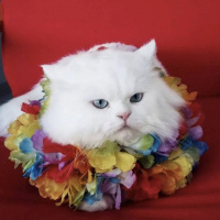 Chinchilla, Kedi  paşa fotoğrafı