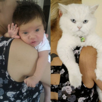Chinchilla, Kedi  paşa fotoğrafı