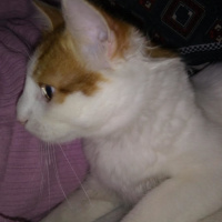 Tekir Kedi, Kedi  Şanslı fotoğrafı