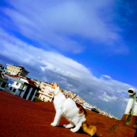 Tekir Kedi, Kedi  Şanslı fotoğrafı