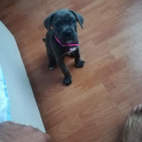 Cane Corso Italiano, Köpek  Luna fotoğrafı