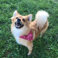 Finnish Spitz, Köpek  Lisa fotoğrafı