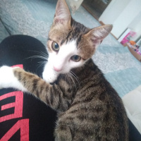 Tekir Kedi, Kedi  Rüzgar fotoğrafı