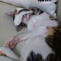 Tekir Kedi, Kedi  Rüzgar fotoğrafı