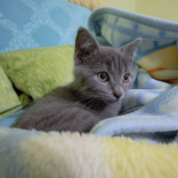 Nebelung, Kedi  Çitos fotoğrafı