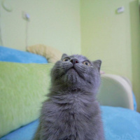Nebelung, Kedi  Çitos fotoğrafı
