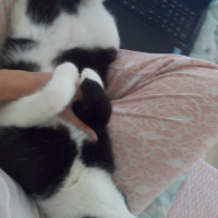 Tuxedo (Smokin) Kedi, Kedi  Arya fotoğrafı
