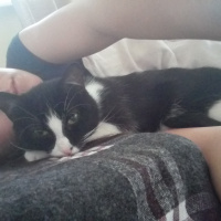 Tuxedo (Smokin) Kedi, Kedi  Arya fotoğrafı