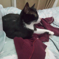Tuxedo (Smokin) Kedi, Kedi  Arya fotoğrafı
