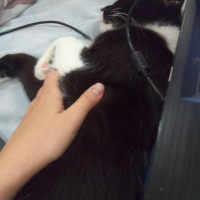 Tuxedo (Smokin) Kedi, Kedi  Arya fotoğrafı