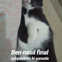 Tuxedo (Smokin) Kedi, Kedi  Arya fotoğrafı