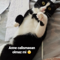 Tuxedo (Smokin) Kedi, Kedi  Arya fotoğrafı