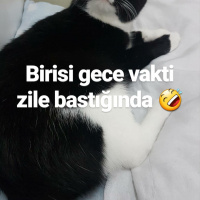 Tuxedo (Smokin) Kedi, Kedi  Arya fotoğrafı