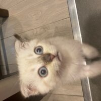 Scottish Fold, Kedi  Yogi fotoğrafı