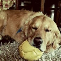 Golden Retriever, Köpek  Şarap fotoğrafı