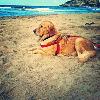 Golden Retriever, Köpek  Şarap fotoğrafı