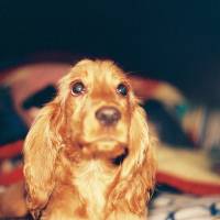 İngiliz Cocker Spaniel, Köpek  Tarçın fotoğrafı