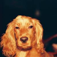 İngiliz Cocker Spaniel, Köpek  Tarçın fotoğrafı