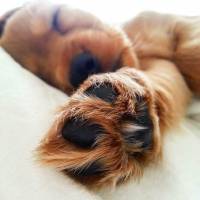 İngiliz Cocker Spaniel, Köpek  Tarçın fotoğrafı